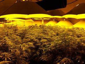 About 900 plants were seized. Photo: West Mercia Police 