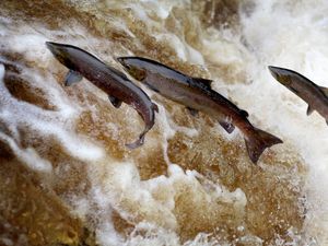 Supporting image for story: Salmon stocks at lowest levels on record in England’s rivers, report warns