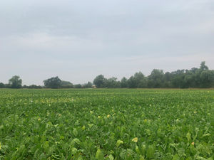 Supporting image for story: Biostimulant enjoys big success in trials