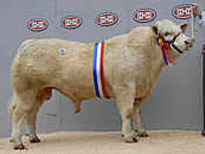 Supporting image for story: Charolais bulls meet solid trade