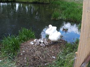 Supporting image for story: Cygnets born at Whittington Castle