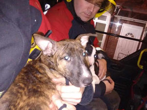 Supporting image for story: IN PICTURES: Three dogs rescued in Halesowen house fire