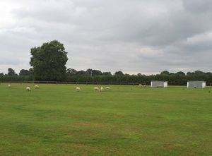 Supporting image for story: Shear-er! Police involved after escaped sheep go 'on the lamb' at Weston Rhyn sports ground