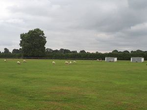 Supporting image for story: Shear-er! Police involved after escaped sheep go 'on the lamb' at Weston Rhyn sports ground