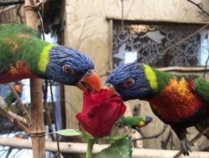 Supporting image for story: Safari park celebrates love in all shapes and forms during Pride Month