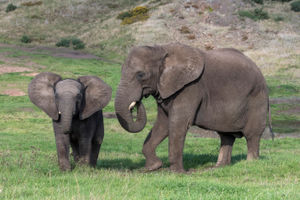 The Park is currently home to three African elephants, but the new development means they will have more space to increase the numbers in the herd.