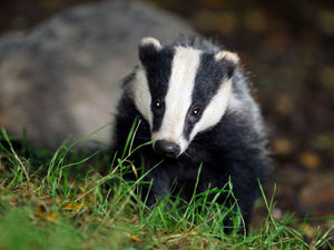Supporting image for story: LETTER: Culling of badgers goes against all the scientific evidence
