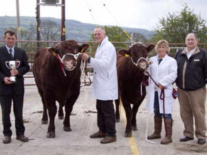 Supporting image for story: Solid trade for heifers in Welshpool