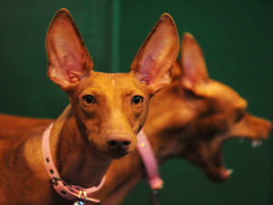 Supporting image for story: Crufts 2017: Top events not to miss on day one