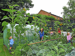 Supporting image for story: Soaring sunflowers for Newport sisters