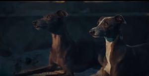 RSPCA Christmas 2024 advert