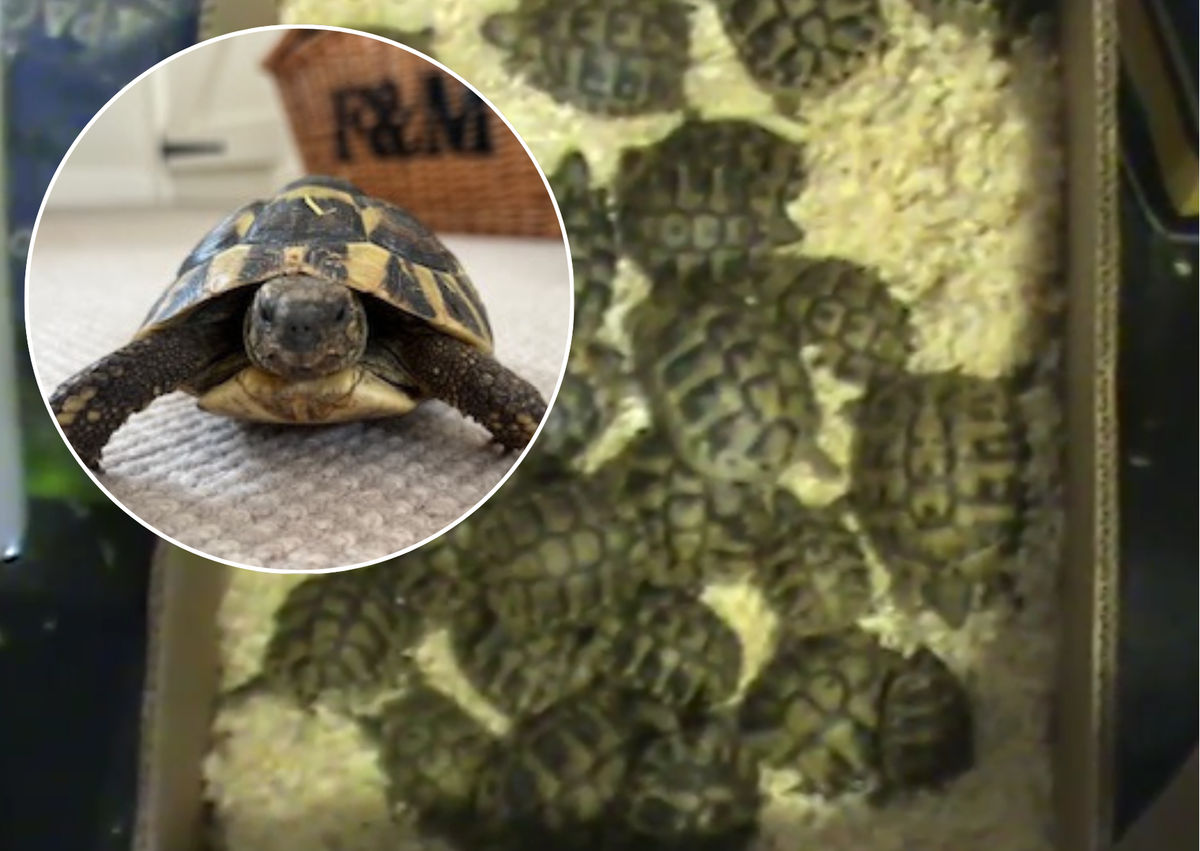 Happily ever after for tortoise rescued from Newport shop in narrowing RSPCA case