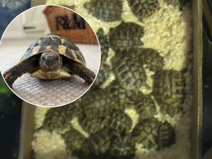 Supporting image for story: Happy ever after for tortoise rescued from Newport shop in harrowing RSPCA case