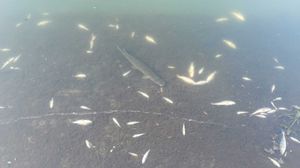 Pictures: Telford Angling Association