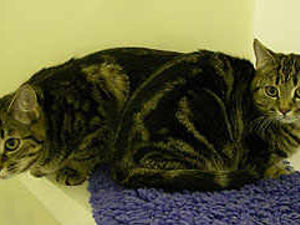 Supporting image for story: New home hunt for abandoned kittens