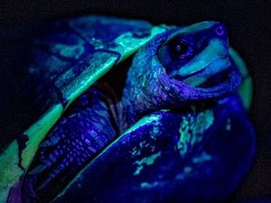 Supporting image for story: Animals 'glow in the dark' at Chester Zoo