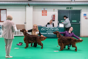 Birmingham National Dog Show 2025. Photo: Ian Knight/Z70 Photography