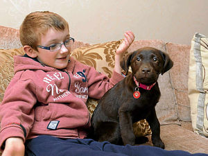 Supporting image for story: Shropshire boy's new best friend to help battle against rare disease