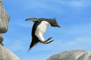 Supporting image for story: TV review: Penguins - Spy in the Huddle