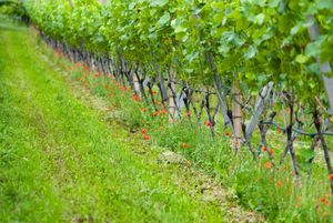 Ludlow Vineyard is spread over 10 acres, has around 8,000 vines and produces both red and white wine.