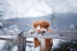 Supporting image for story: Tips for pet safety on winter walks