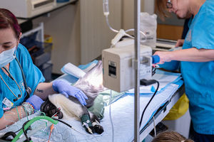 The pioneering surgery carried out by zoo vets and surgeons from the University of Liverpool saved her foot from amputation. 
