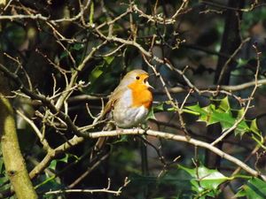 A singing robin