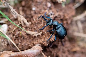 The rare black oil beetle was spotted at Kinver Edge near Kidderminster. Photo: National Trust/Alex Murison