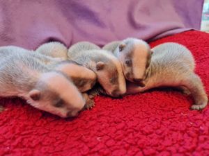Supporting image for story: Rescued: Five helpless badger cubs recuperating at Shropshire centre