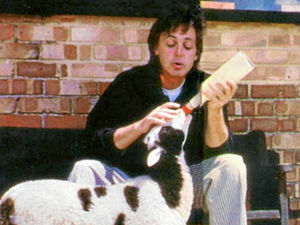 Supporting image for story: Sir Paul McCartney criticised for natural approach to sheep welfare