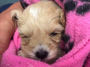 Supporting image for story: Abandoned Wolverhampton puppy 'doing well' in fight for survival after leg 'ripped off'