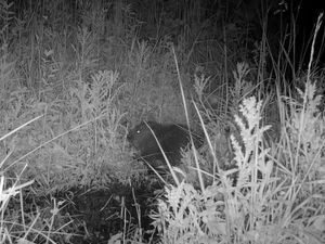 Supporting image for story: Baby beaver born in Northumberland estate for first time in more than 400 years