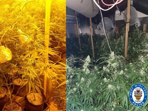 Supporting image for story: Two arrested after hundreds of cannabis plants found inside Wolverhampton homes