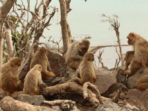 Supporting image for story: How monkeys made more friends after their island was devastated by hurricane
