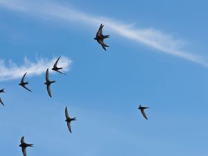 Supporting image for story: Swift garden at Hampton Court show highlights at-risk ‘symbol of summer skies’
