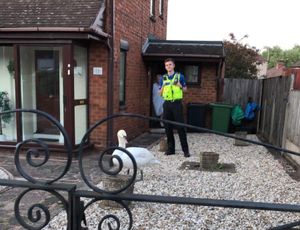 This swan was caught roaming the streets of Dudley. Photo: Brierley Hill Police