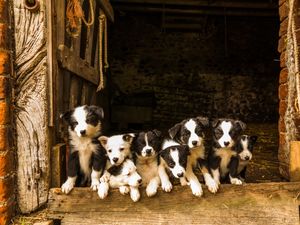Supporting image for story: Collie gets home by the sea