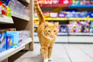 Fizz exploring one of his favourite haunts in Llandrindod-Wells
