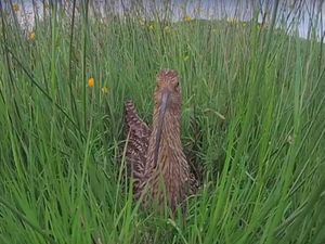Supporting image for story: Curlew chicks hatch in Shropshire hills