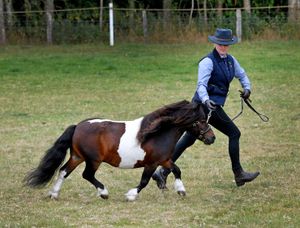 Scenes from the Burwarton Show in Bridgnorth on August 7