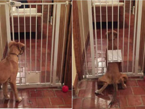 Supporting image for story: Watch: Owner captures amazing video of Shropshire dog performing Houdini-like escape