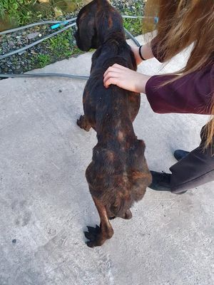 The dog was found near the A41 in Albrighton by Martin Yates