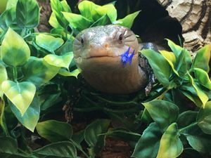 Bailey, the blue-tongued skink