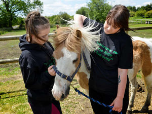 Supporting image for story: Horses flee as vandals target Brownhills stables