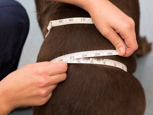 Supporting image for story: Shrewsbury vets launch pet weight and wellness campaign with free consultation