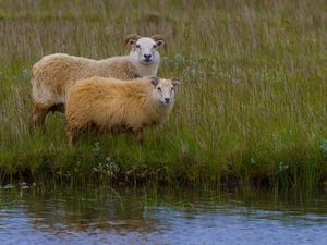 Supporting image for story: Farmer rescues sheep that fell into canal in Oswestry