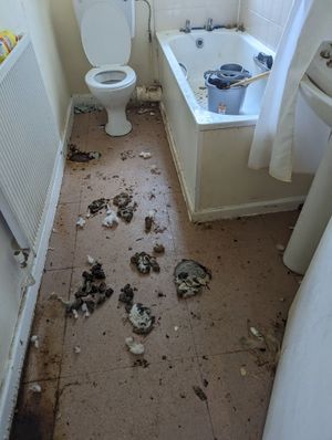 The flat was found to be in a dreadful state, with faeces and other mess visible. Photo: RSPCA