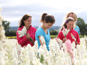 Supporting image for story: Flower fields near Newport to open up for idyllic summer walks