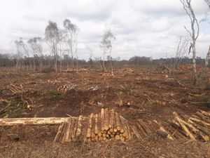 Supporting image for story:  'It looks like the the Somme': Anger over felling at Shropshire nature reserve
