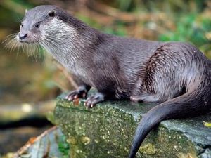 Supporting image for story: Day promises to be otter-ly good fun